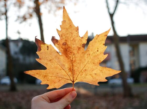 crop person showing dry maple leaf in park